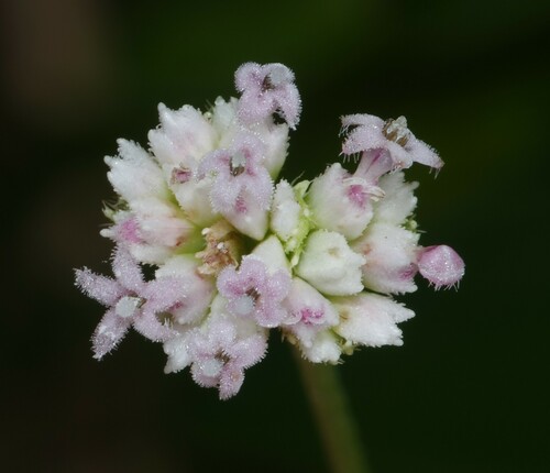 Riencourtia