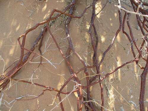 Commiphora giessii