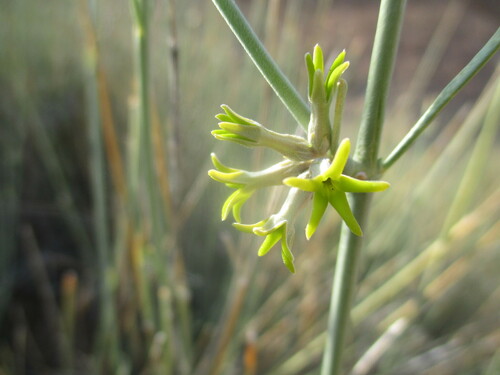 Image of Orthanthera albida by no rights reserved