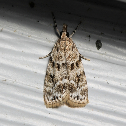 Many-spotted Scoparia Moth photo 2