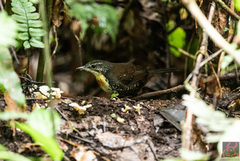 Liosceles thoracicus