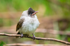 Sooty-Headed Bulbul photo 4