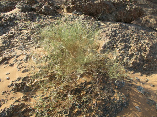 Marcelliopsis denudata