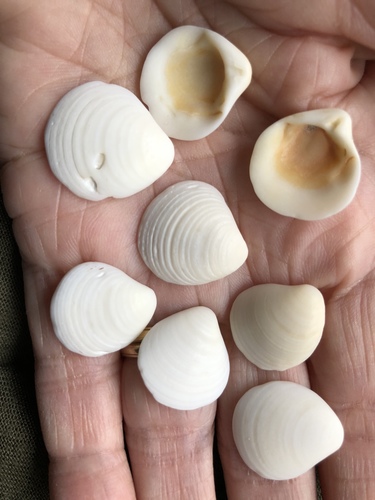 Chestnut Clam