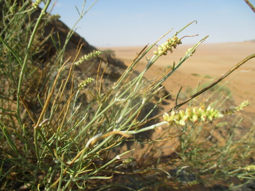 Marcelliopsis denudata image