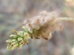 Marcelliopsis denudata image