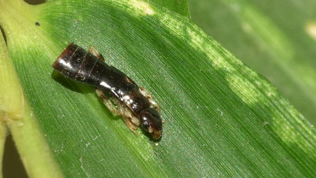 Euborellia annulata from Pandurang Budhkar Marg, Worli Century Mills ...