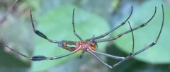 Trichonephila antipodiana