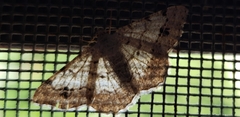 Digrammia ocellinata