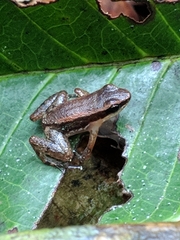 Allobates insperatus