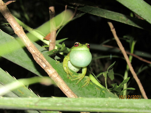 Canebrake Treefrog, Aplastodiscus perviridis