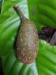 Meliaceae