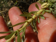 Aspalathus ternata