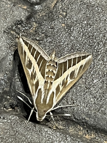 Striped Hawkmoth