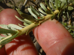 Aspalathus ternata