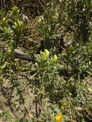 Aspalathus ternata