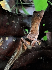 Anolis scypheus