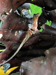 Anolis scypheus