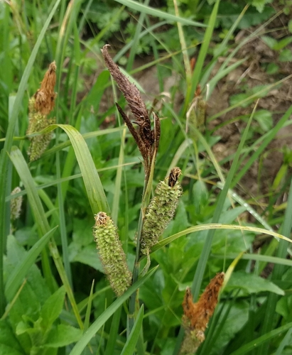 ostrica ostrá (Carex acutiformis)