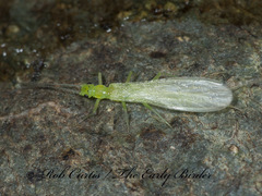 Chloroperlinae