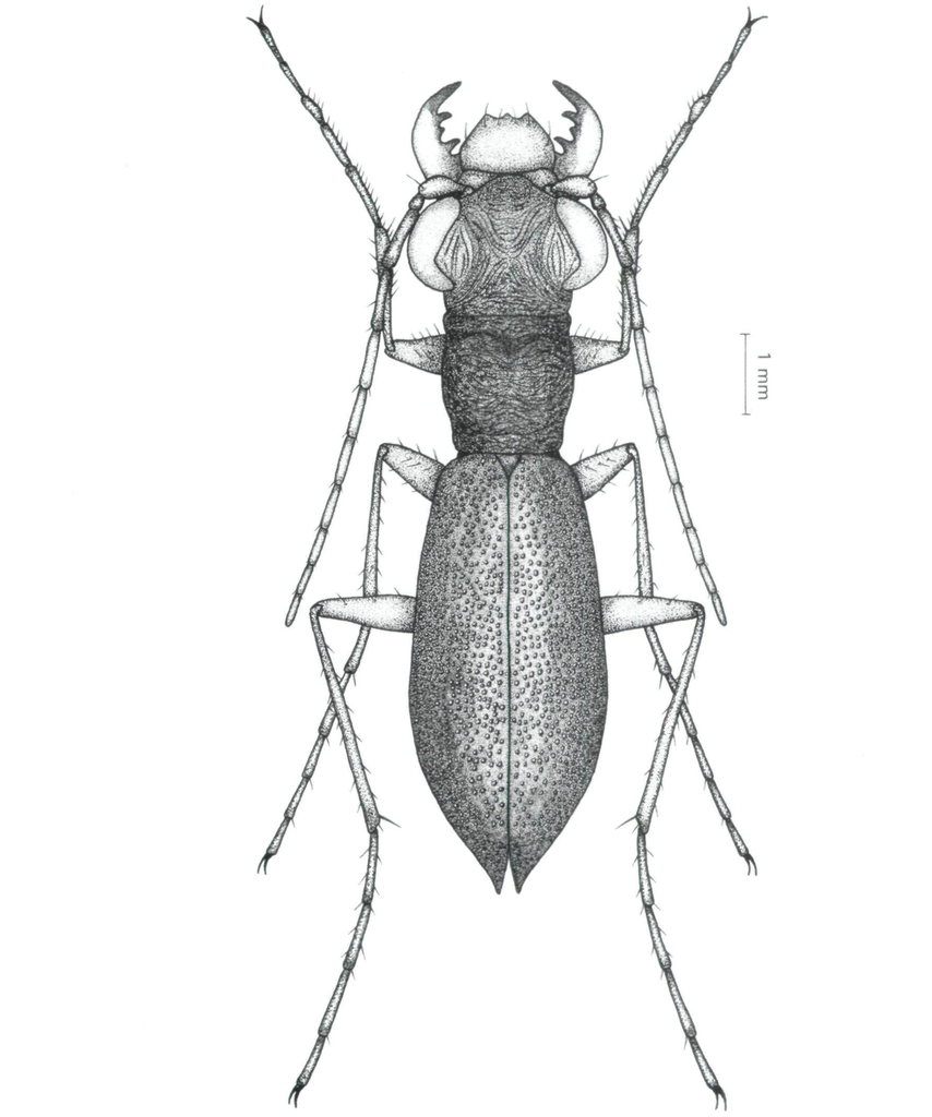 Dromicoida elegantia (Carabidae of Africa) · iNaturalist