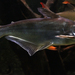 Iridescent Shark - Photo Vassil, no known copyright restrictions (public domain)