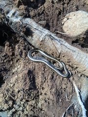 Masticophis lateralis euryxanthus