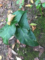 Arum italicum