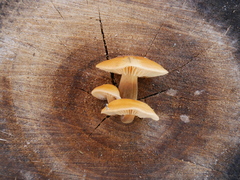 Flammulina velutipes