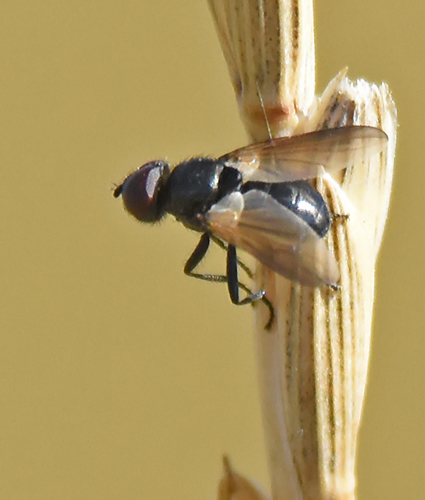 Freraea montana