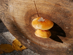 Flammulina velutipes
