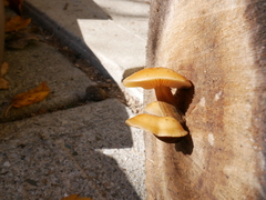 Flammulina velutipes