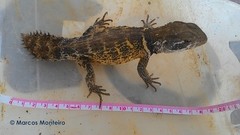 Spiny Weapontail photo 4