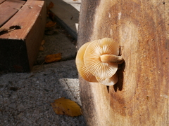 Flammulina velutipes