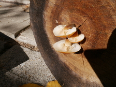 Flammulina velutipes