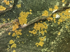 Leproplaca cirrochroa