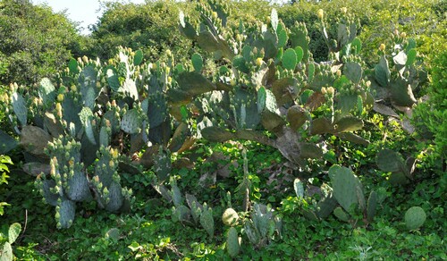 Image of Opuntia tunoidea by (c) Steven Joyner, some rights reserved (CC BY)