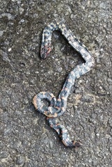 Cylindrophis ruffus
