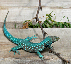 Cnemidophorus arubensis