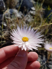 Edmondia