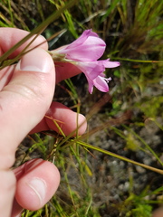 Gladiolus inflatus