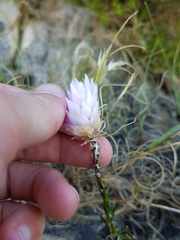 Edmondia