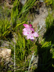 Gladiolus inflatus