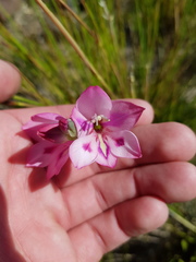 Gladiolus inflatus