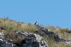 Geocolaptes olivaceus