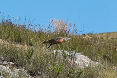 Geocolaptes olivaceus