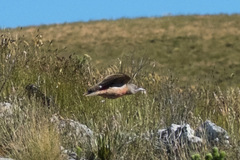 Geocolaptes olivaceus