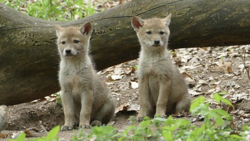 Coyote photographed in Minnesota