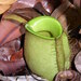 Nepenthes ampullaria - Photo (c) NepGrower~commonswiki, μερικά δικαιώματα διατηρούνται (CC BY-SA)