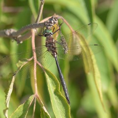 Somatochlora elongata